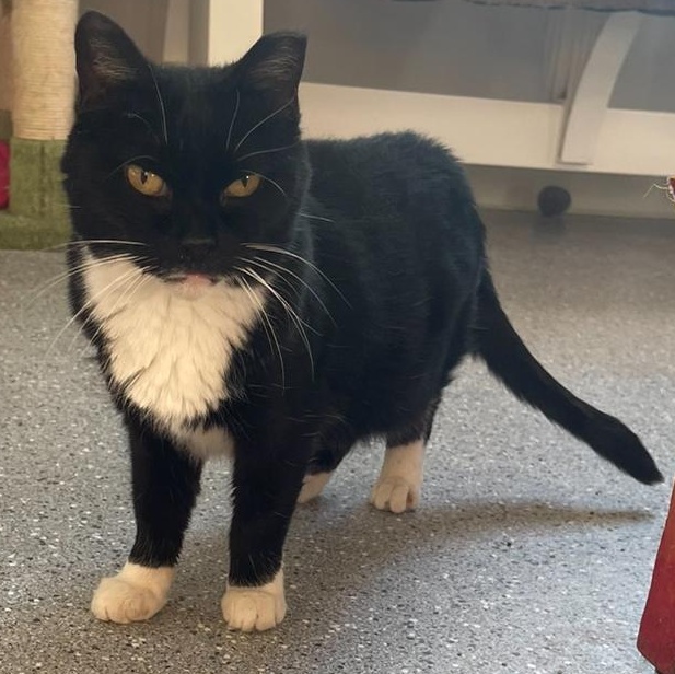 MIMOSA, a Adoptable Domestic Short Hair in Indiana, PA image 1/6