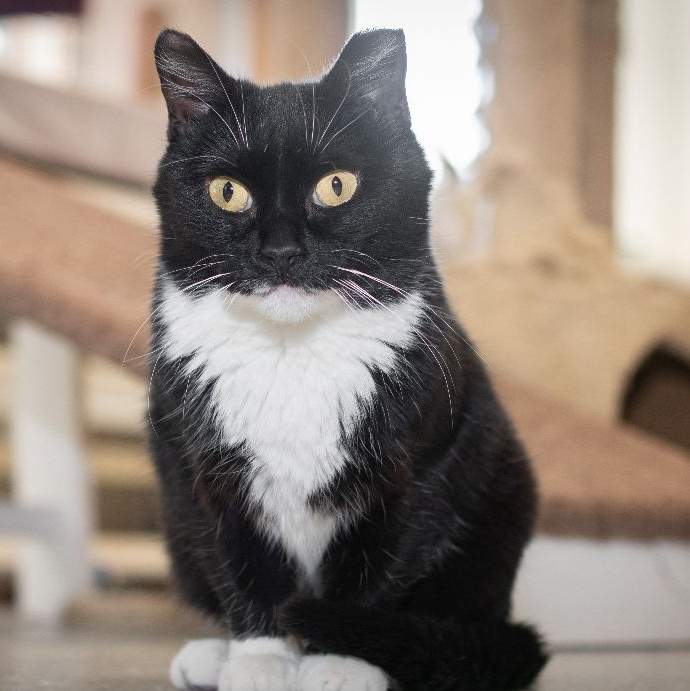 MIMOSA, a Adoptable Domestic Short Hair in Indiana, PA image 5/6