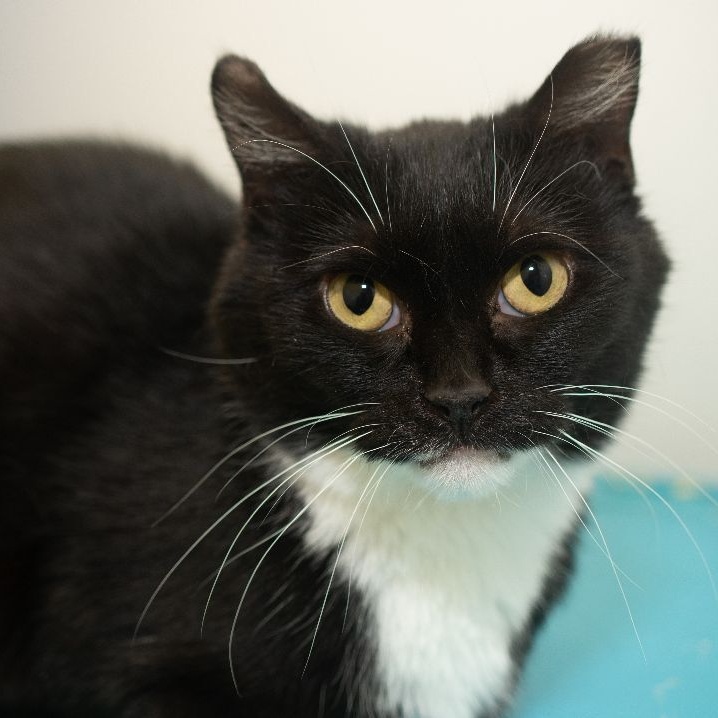 MIMOSA, a Adoptable Domestic Short Hair in Indiana, PA image 2/6