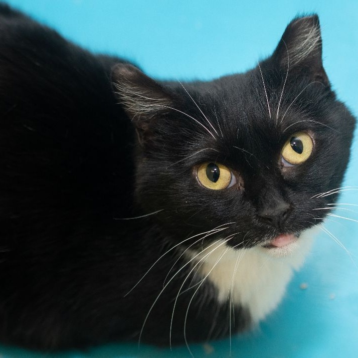 MIMOSA, a Adoptable Domestic Short Hair in Indiana, PA image 6/6