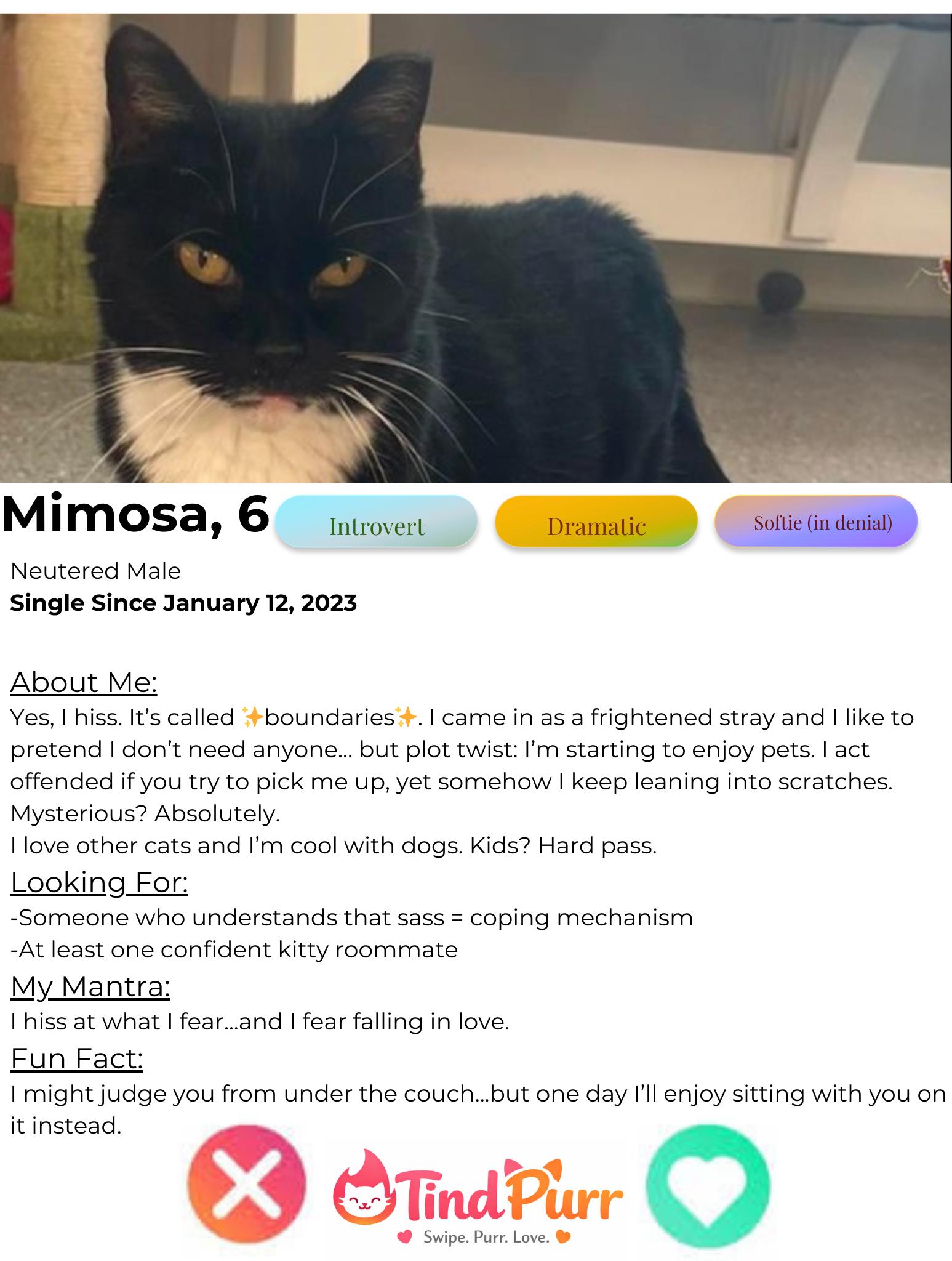 Enlarge MIMOSA, an adopted Domestic Short Hair in Indiana, PA image 2/5