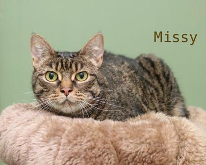 Enlarge Missy, a Adoptable mixed breed in Parma, OH image 1/1