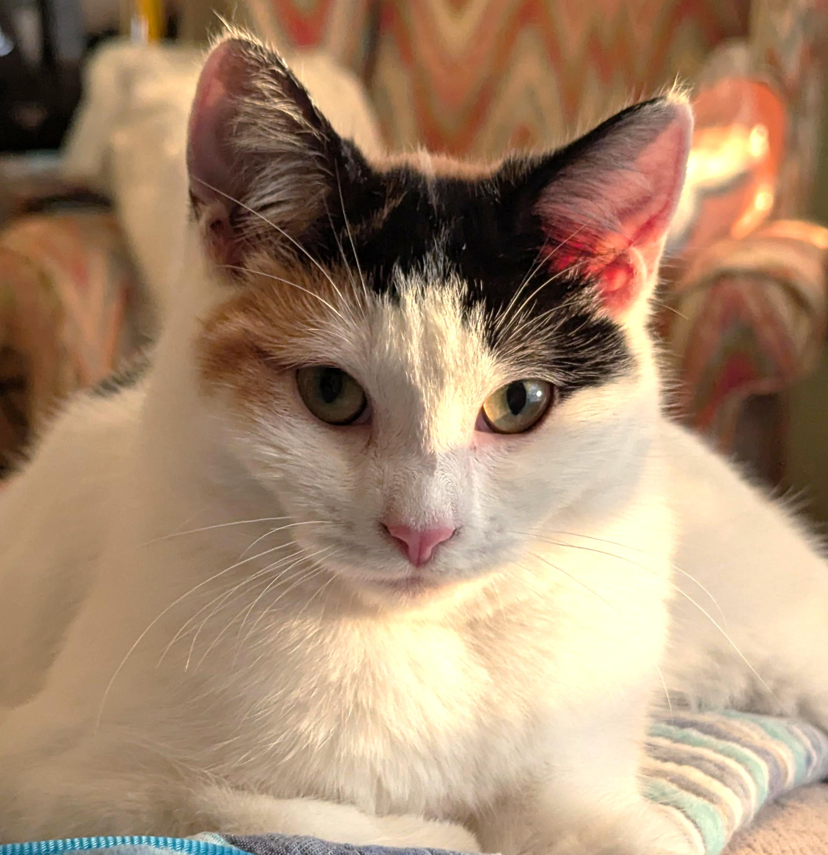 Pawliana, ADOPTABLE, Kitten Female Calico.