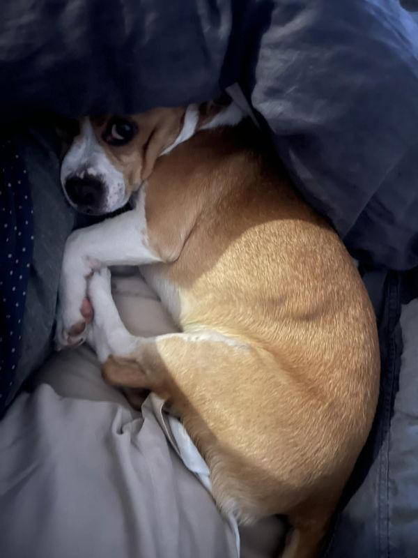 Enlarge Claude, a Adoptable mixed breed in San Francisco, CA image 1/3