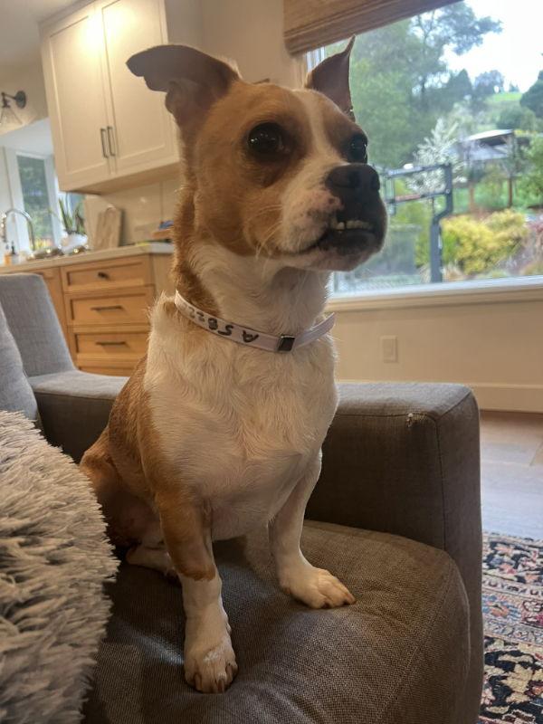 Enlarge Claude, a Adoptable mixed breed in San Francisco, CA image 2/3