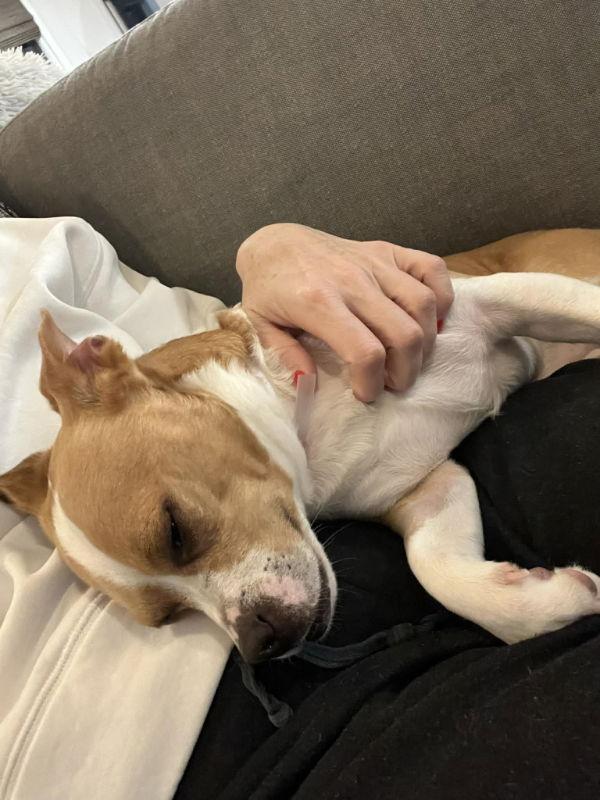 Enlarge Claude, a Adoptable mixed breed in San Francisco, CA image 3/3