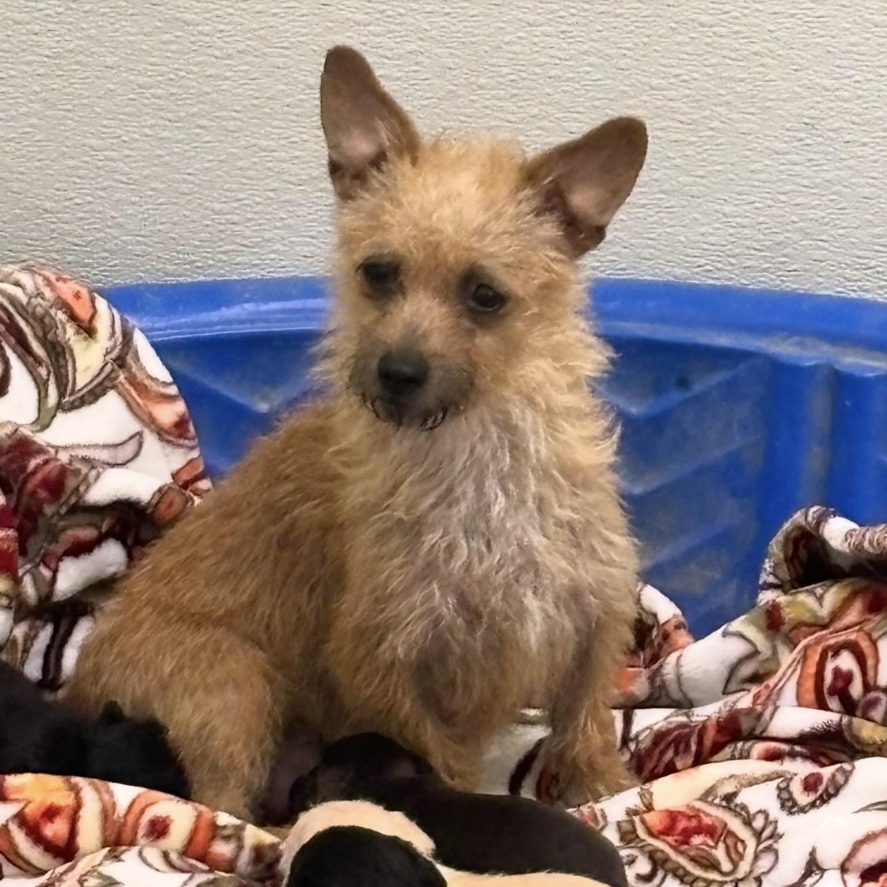 Goldenrod AKA "Goldie", Adoptable, Young Female Terrier.