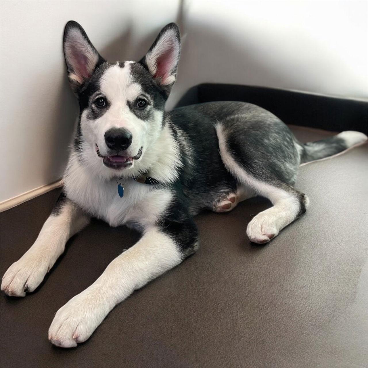 Enlarge Dukesky, a Adoptable mixed breed in Berwick, PA image 1/3