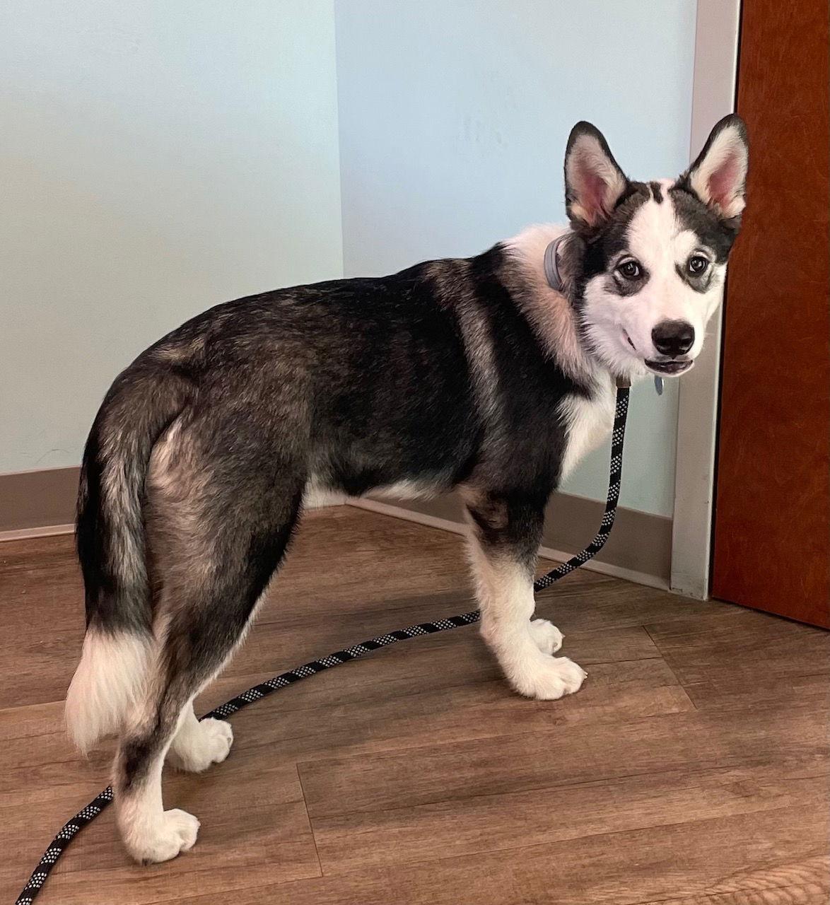 Dukesky, a Adoptable mixed breed in Berwick, PA image 2/3