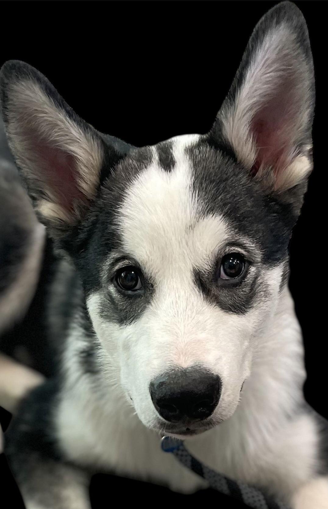 Dukesky, a Adoptable mixed breed in Berwick, PA image 3/3