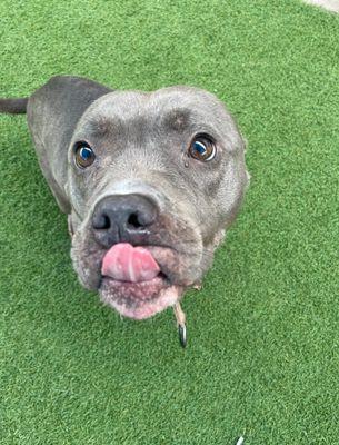 Enlarge Clarie **Courtesy Post. Out of town pet. See below for details**, a Adoptable Pit Bull Terrier in Eagle, ID image 2/3