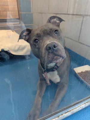 Enlarge Clarie **Courtesy Post. Out of town pet. See below for details**, a Adoptable Pit Bull Terrier in Eagle, ID image 3/3