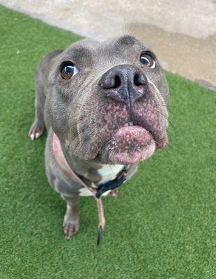 Clarie **Courtesy Post. Out of town pet. See below for details**, Adoptable, Adult Female Pit Bull Terrier.