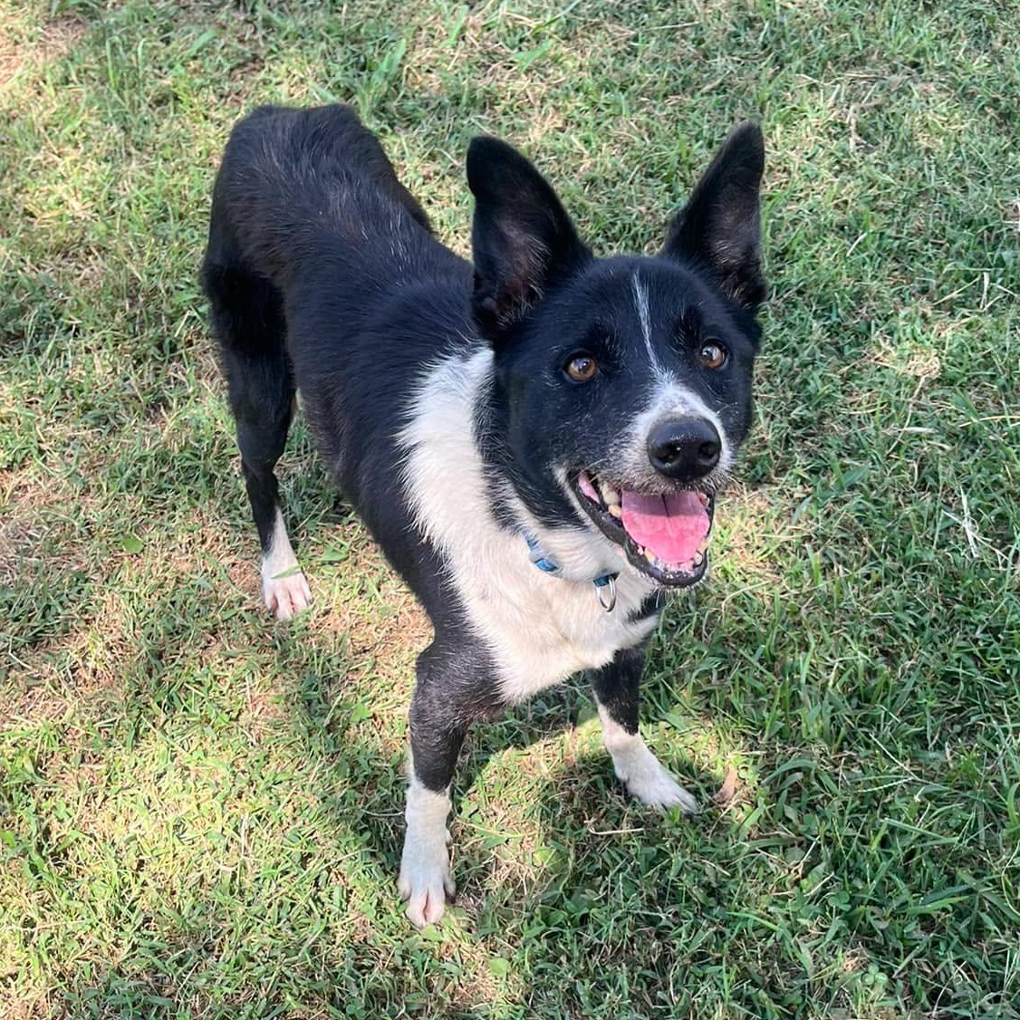 Enlarge Rocket, a Adoptable Border Collie in Harrodsburg, KY image 1/1