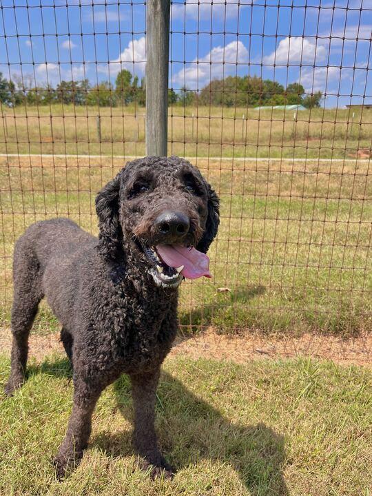 Enlarge Lance Aug 23, a Adopted Standard Poodle in Pacolet, SC image 2/3