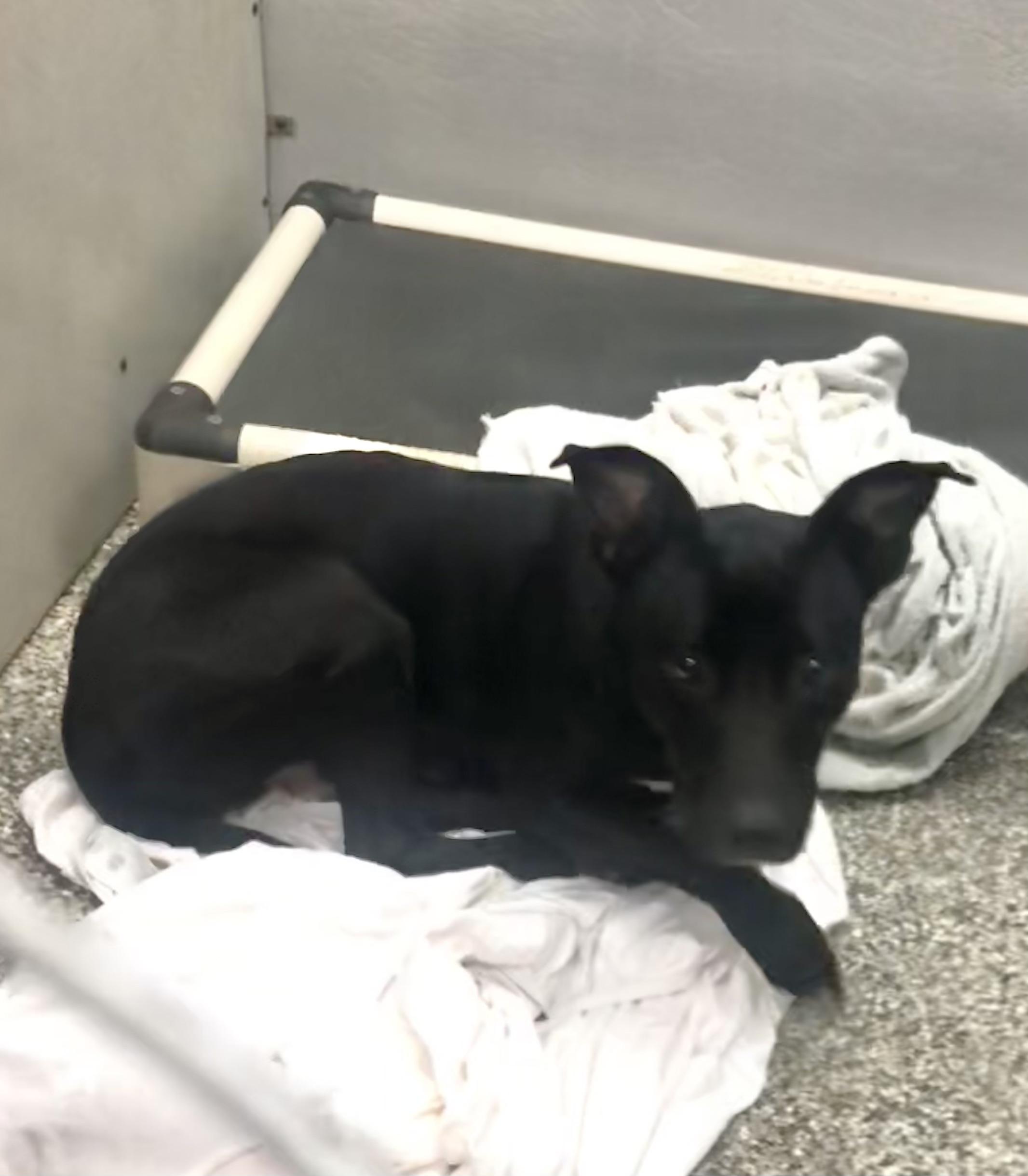 Enlarge Echo, a ADOPTABLE mixed breed in Parma, OH image 1/1