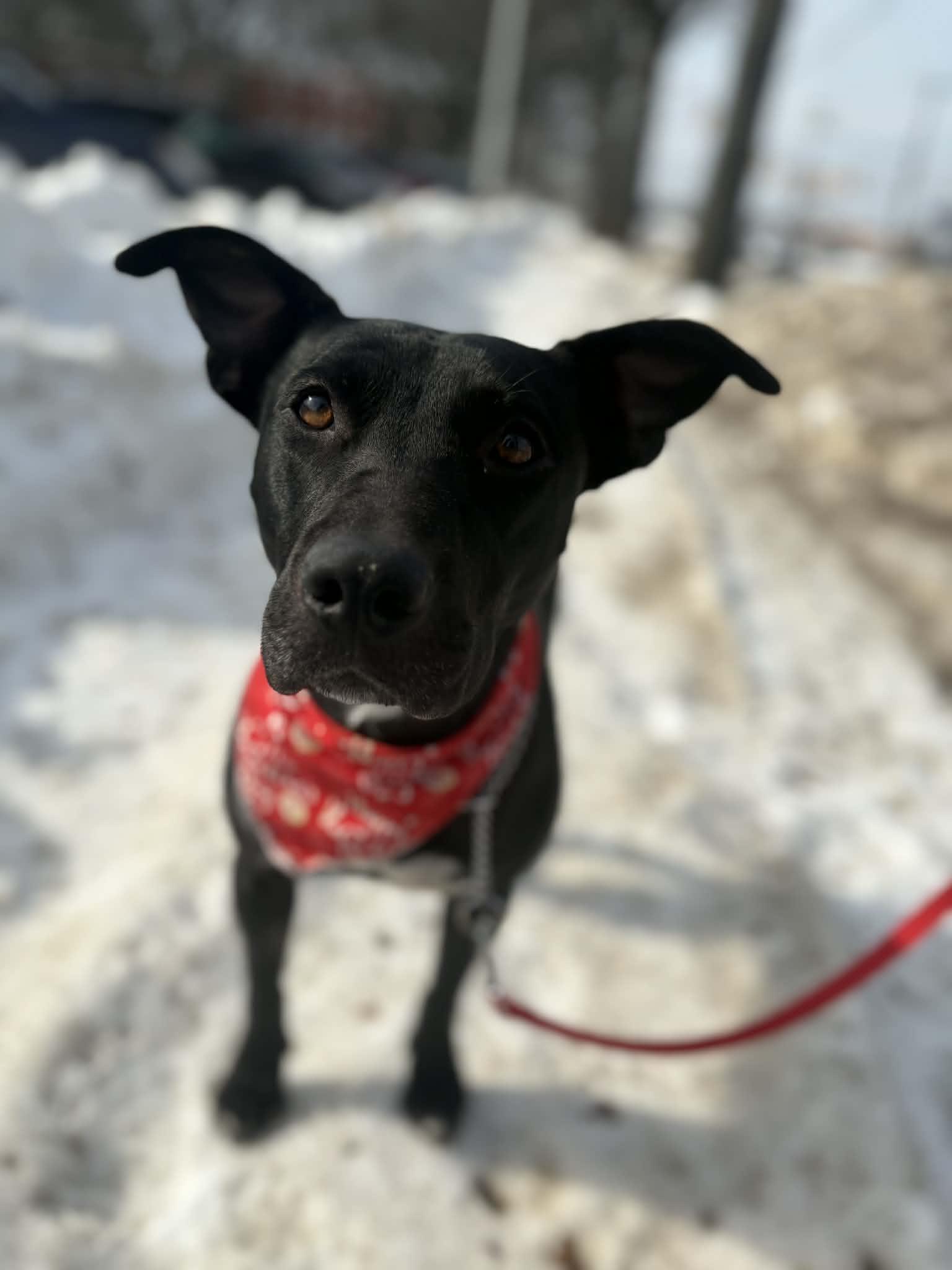 Echo, ADOPTABLE, Young Female Labrador Retriever.
