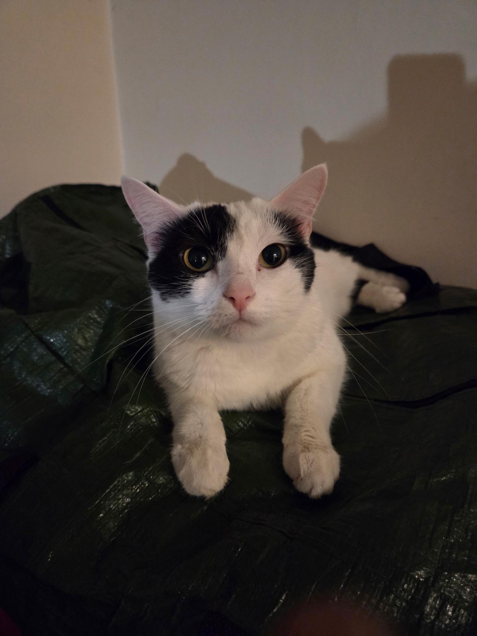 Cordelia, a Adoptable Domestic Short Hair in Greenwood, IN image 3/4