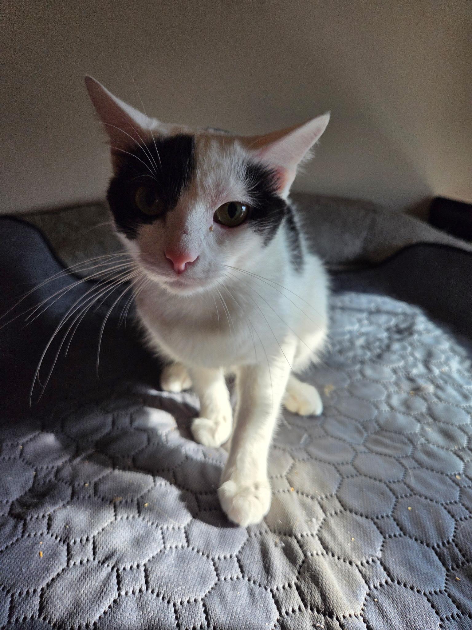 Enlarge Cordelia, a Adoptable Domestic Short Hair in Greenwood, IN image 1/2