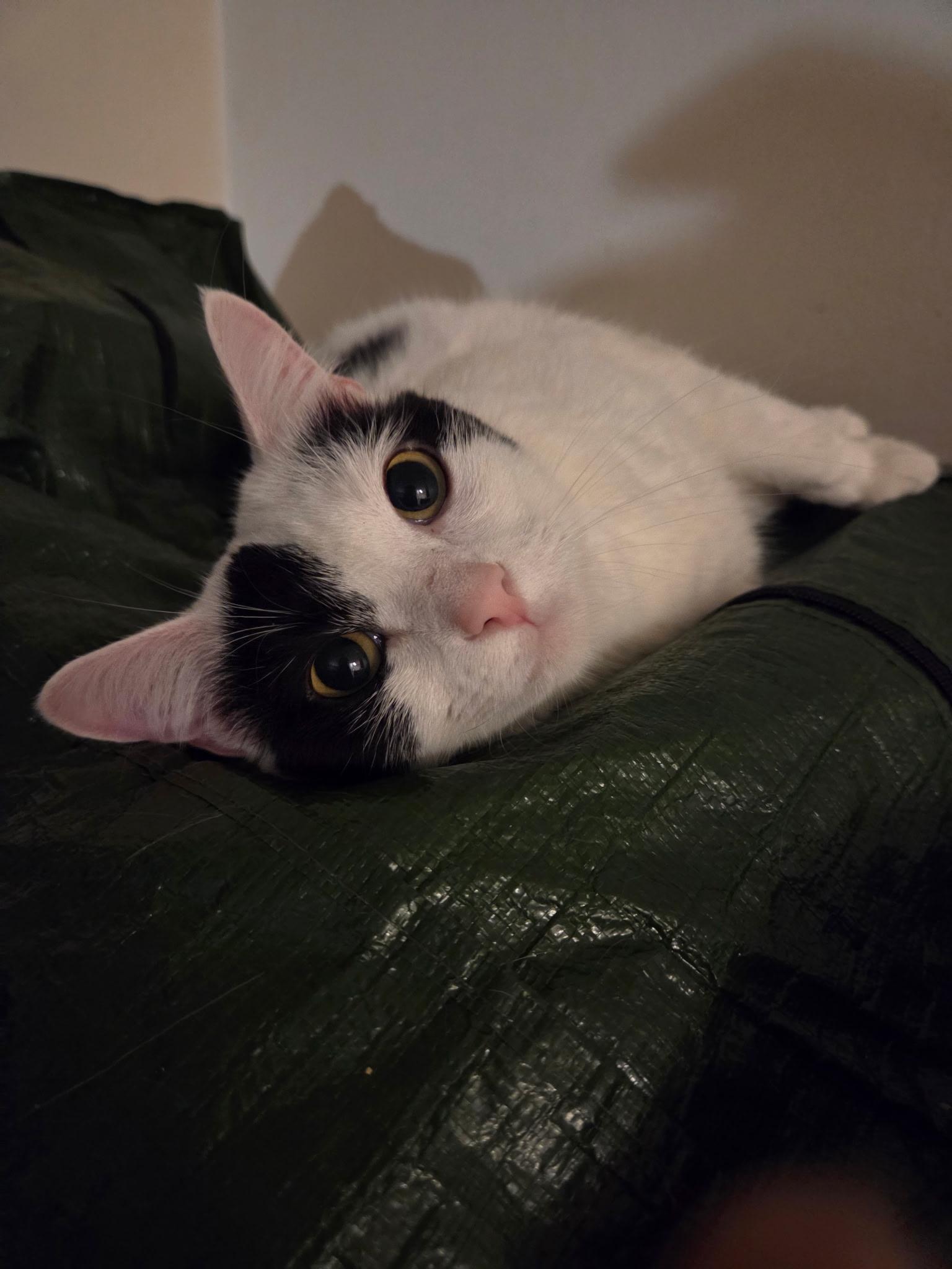 Cordelia, a Adoptable Domestic Short Hair in Greenwood, IN image 1/4