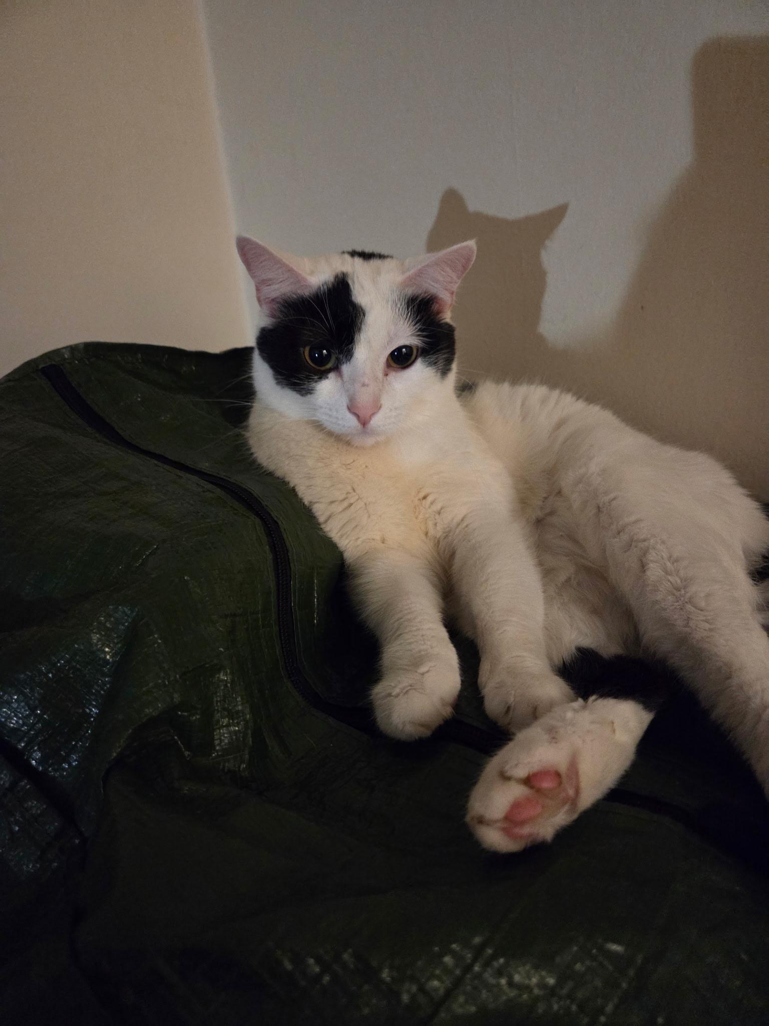 Cordelia, a Adoptable Domestic Short Hair in Greenwood, IN image 4/4