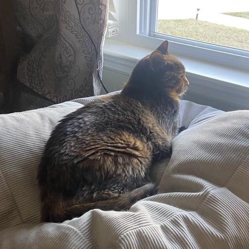 Enlarge Chima - SPECIAL NEEDS, a Adoptable Domestic Short Hair in Union, MO image 2/6