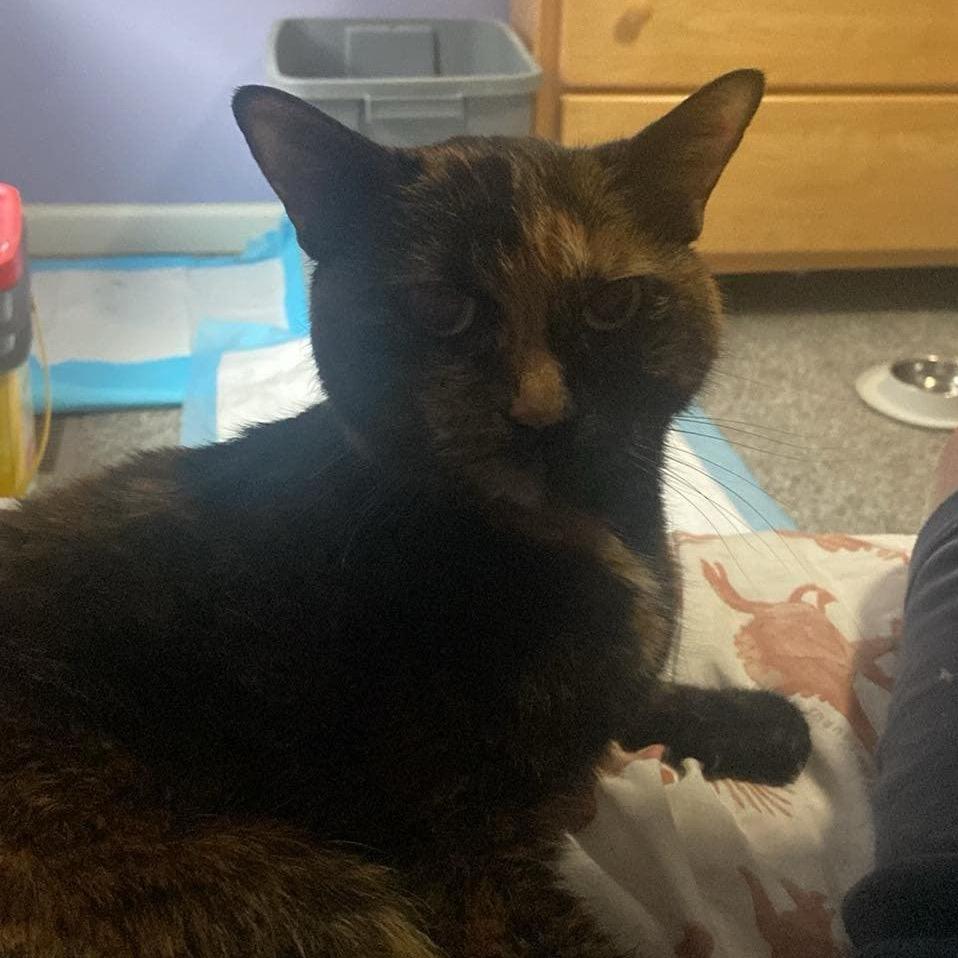 Enlarge Chima - SPECIAL NEEDS, a Adoptable Domestic Short Hair in Union, MO image 3/6