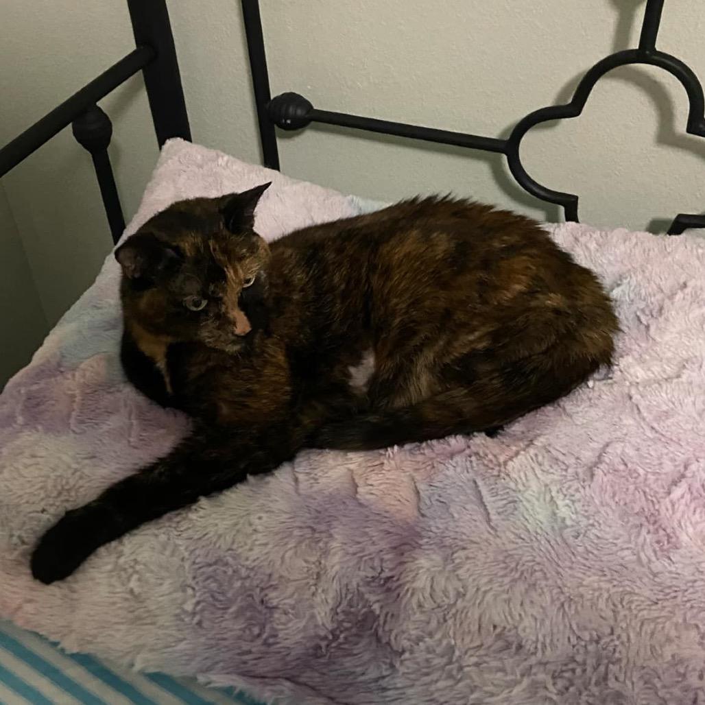 Enlarge Chima - SPECIAL NEEDS, a Adoptable Domestic Short Hair in Union, MO image 4/6