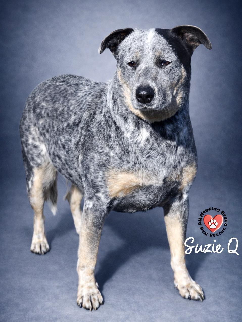 Enlarge Suzie Q, an adoptable Cattle Dog in Joliet, IL image 1/4