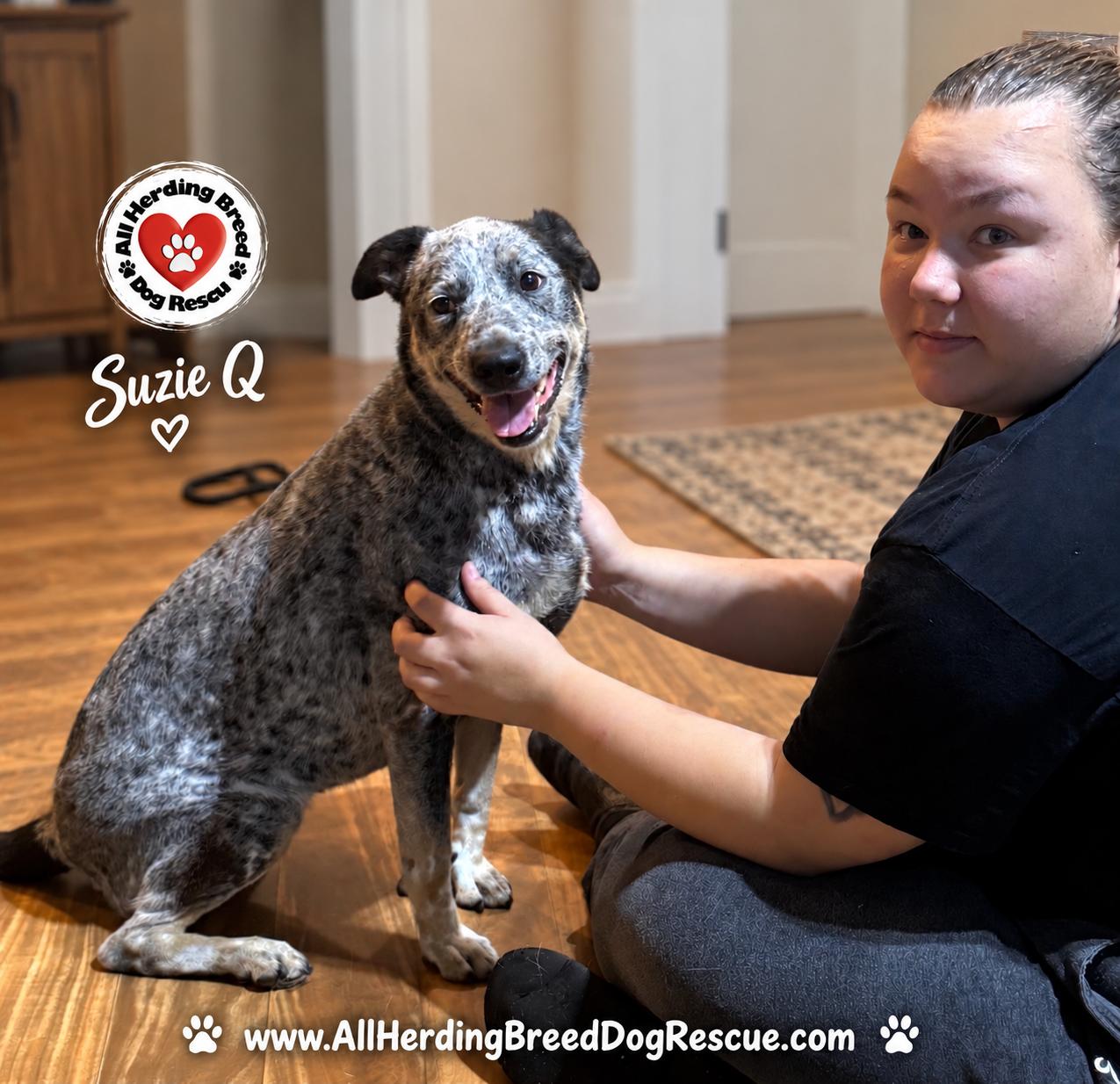 Suzie Q, adoptable, Adult Female Cattle Dog.