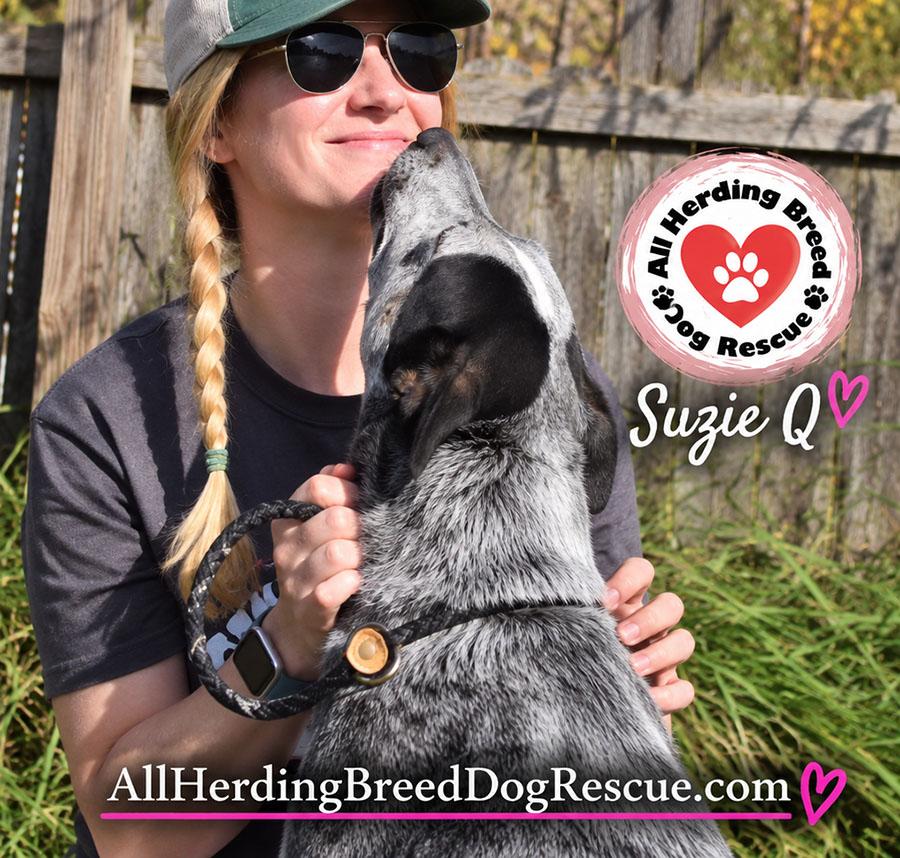 Enlarge Suzie Q, a Adoptable Cattle Dog in Joliet, IL image 4/6