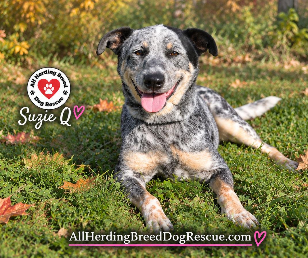 Enlarge Suzie Q, a Adoptable Cattle Dog in Joliet, IL image 1/6