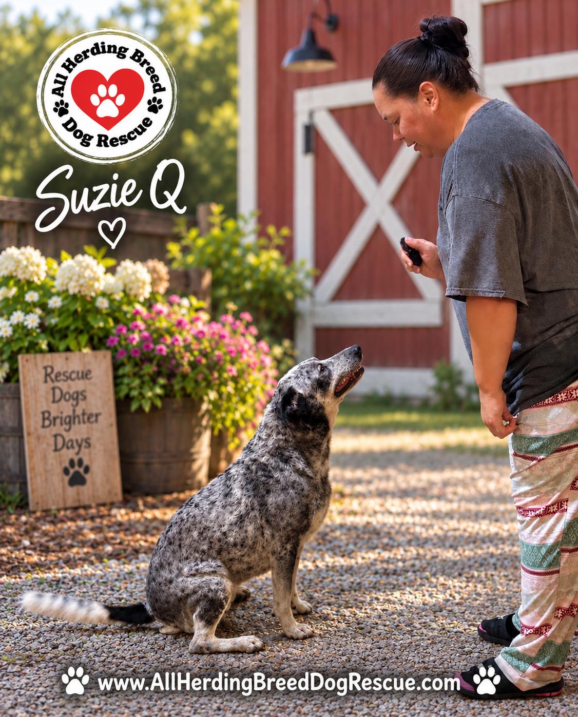 Enlarge Suzie Q, an adoptable Cattle Dog in Joliet, IL image 2/3