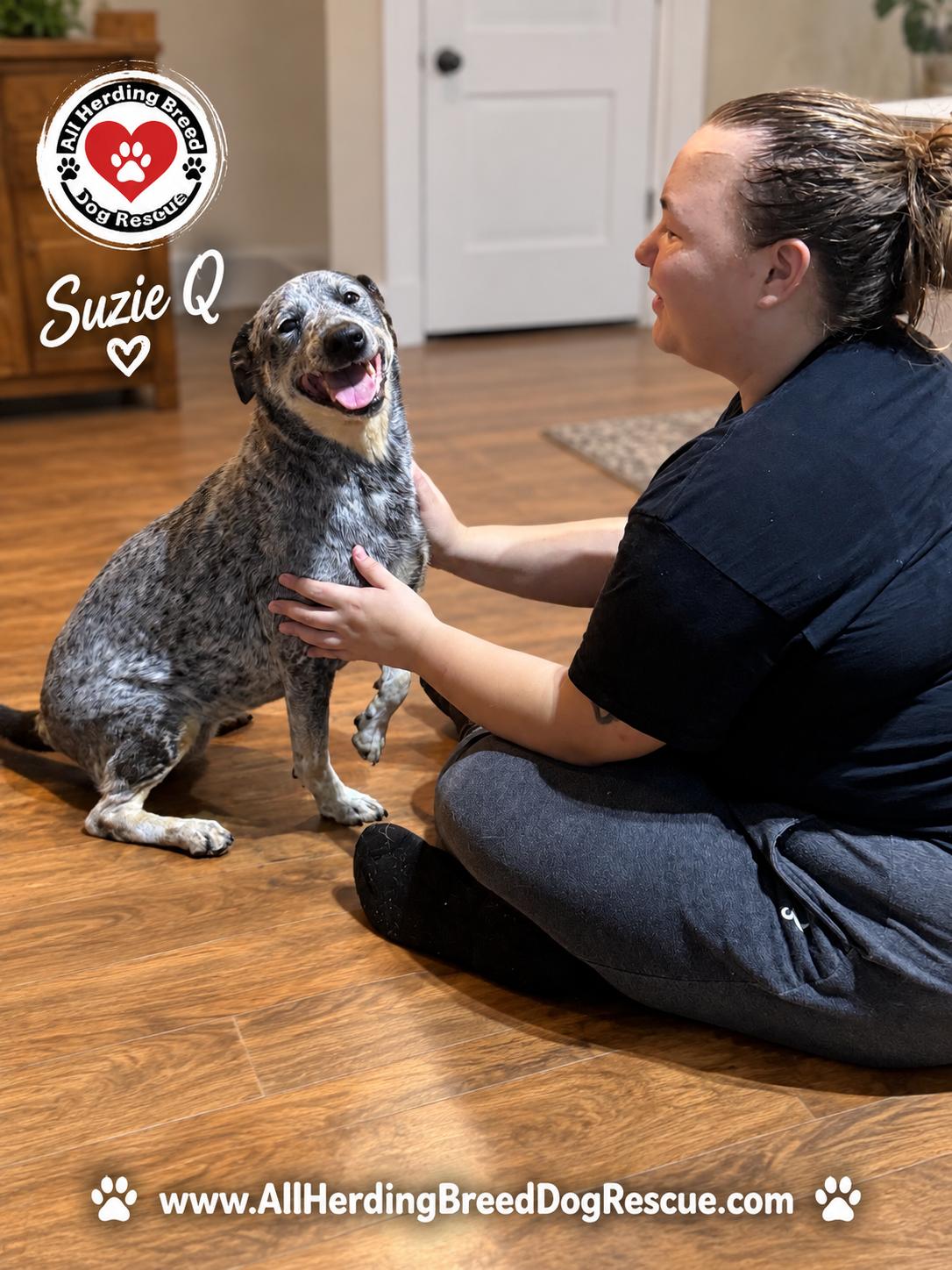 Enlarge Suzie Q, an adoptable Cattle Dog in Joliet, IL image 3/3