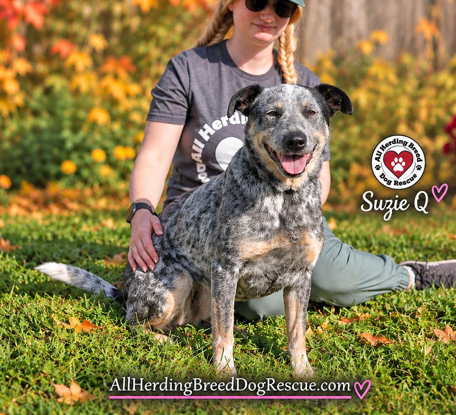 Enlarge Suzie Q, a Adoptable Cattle Dog in Joliet, IL image 6/6