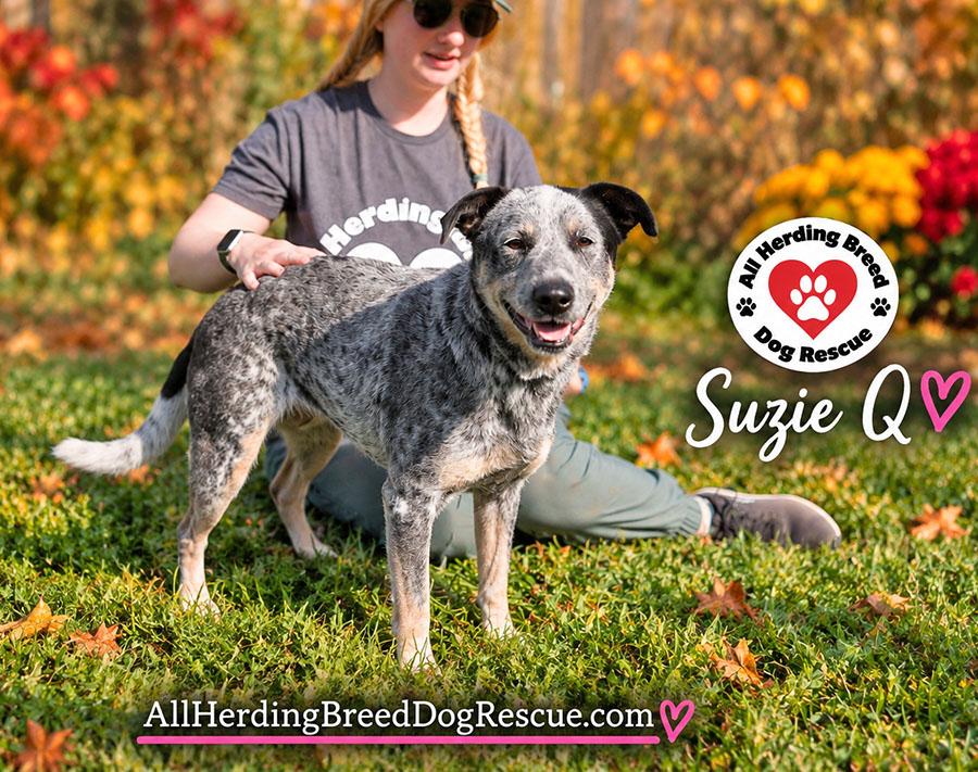 Enlarge Suzie Q, a Adoptable Cattle Dog in Joliet, IL image 5/6