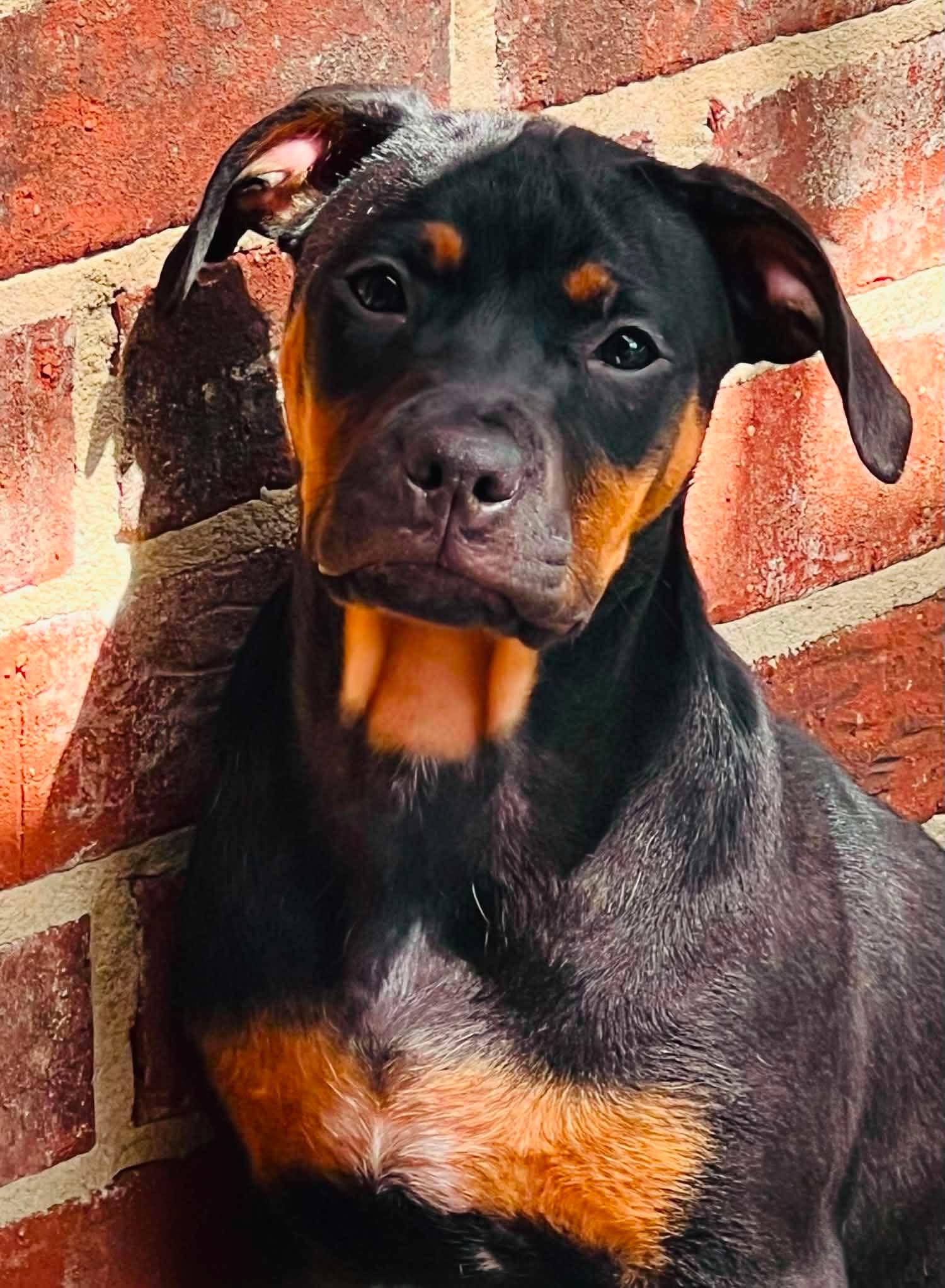 Podcast, ADOPTABLE, Young Female Basset Hound & Black Mouth Cur.