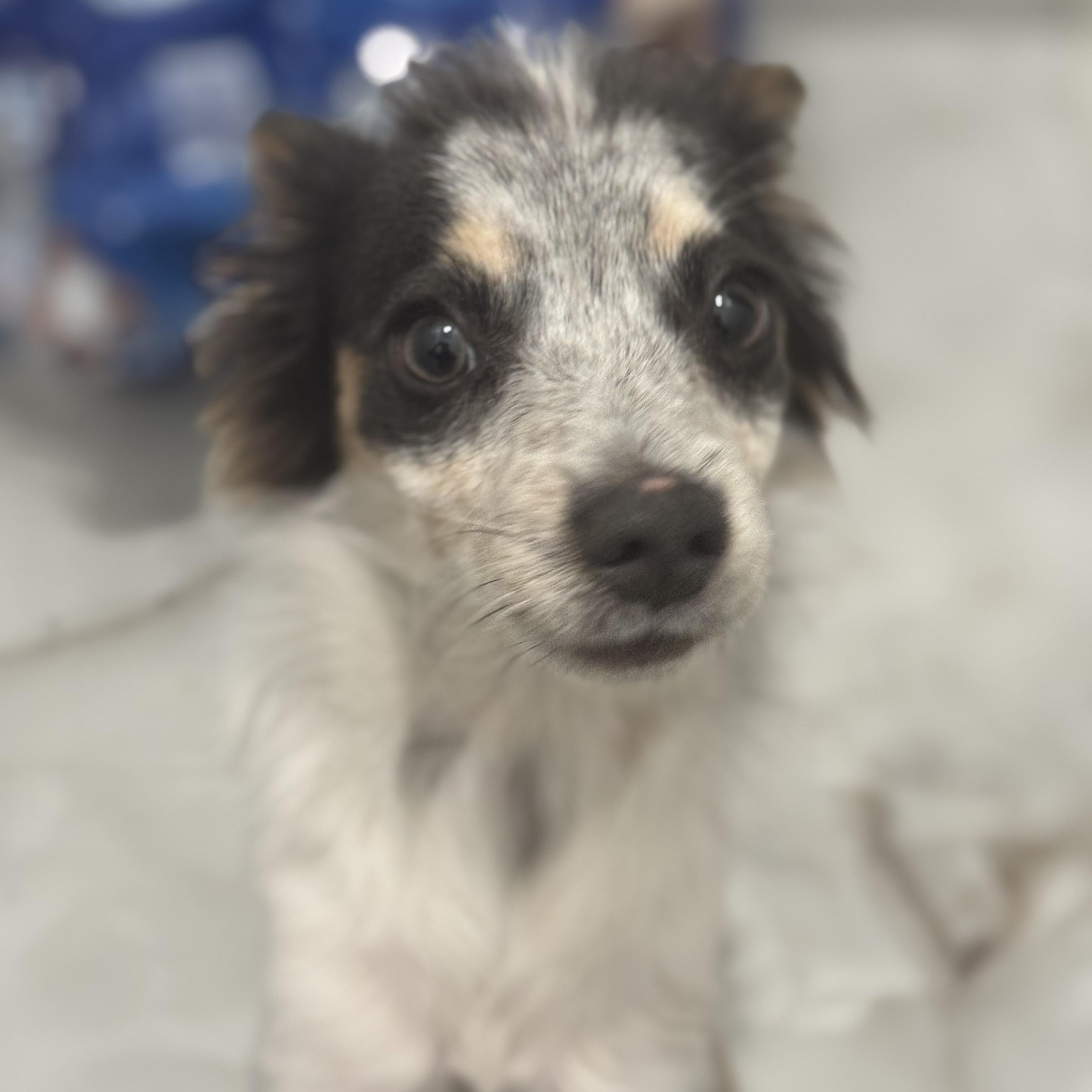 Mr. Velcro Whiskey thumbnail 3