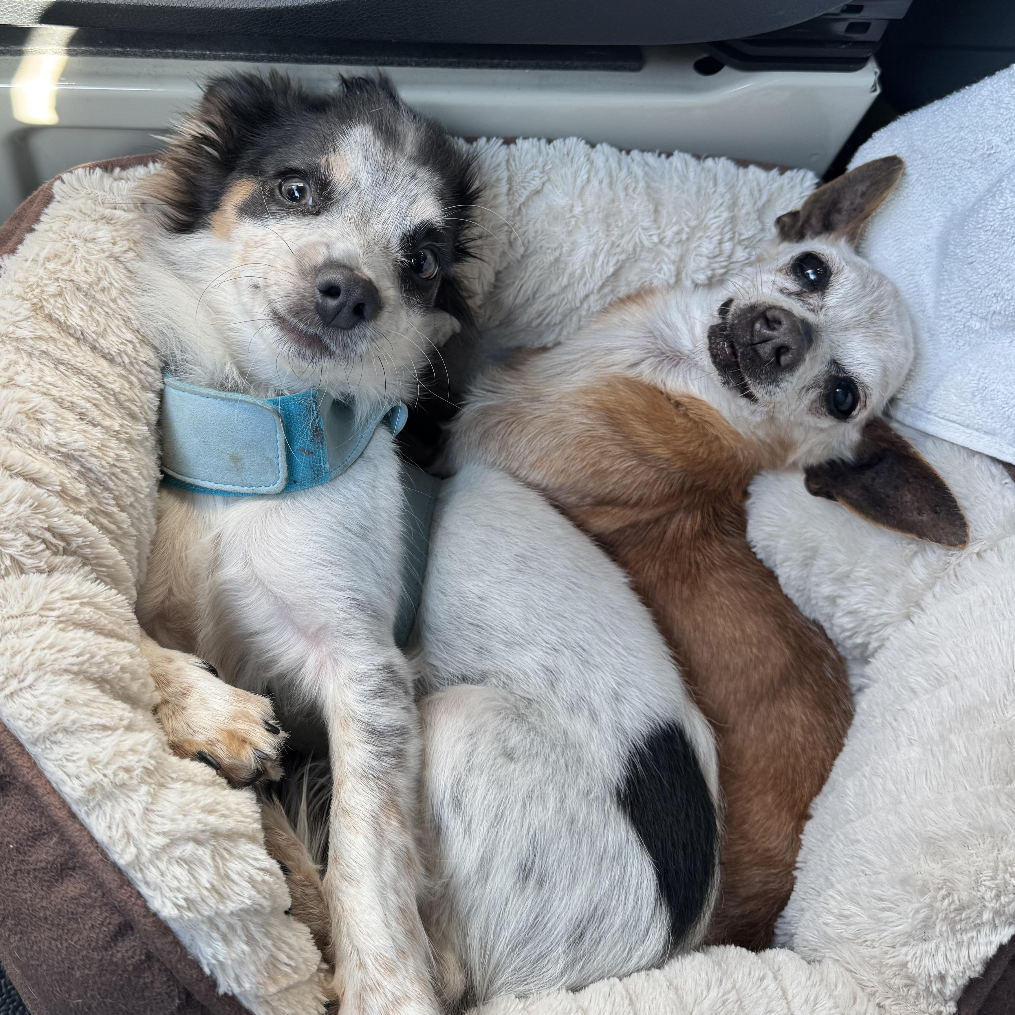 Mr. Velcro Whiskey thumbnail 5