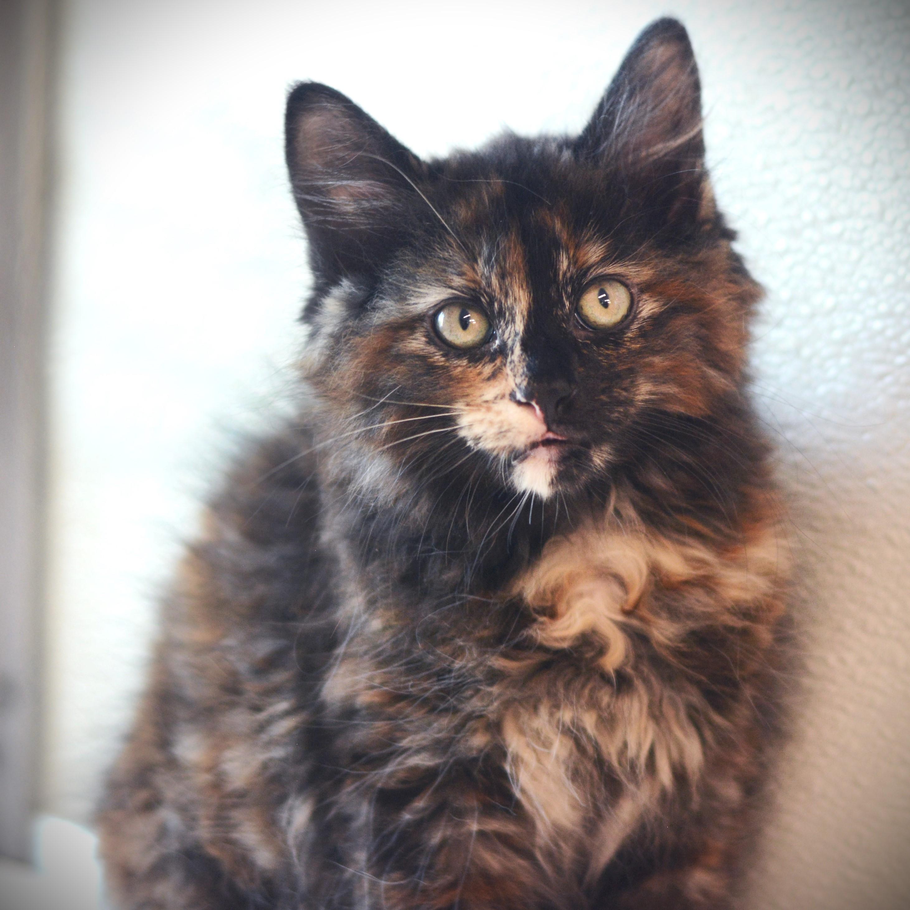 Sugar Baby, adoptable, Kitten Female Domestic Medium Hair.
