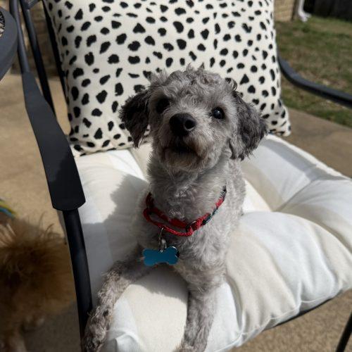 Jedidiah, Adoptable, Young Male Poodle.