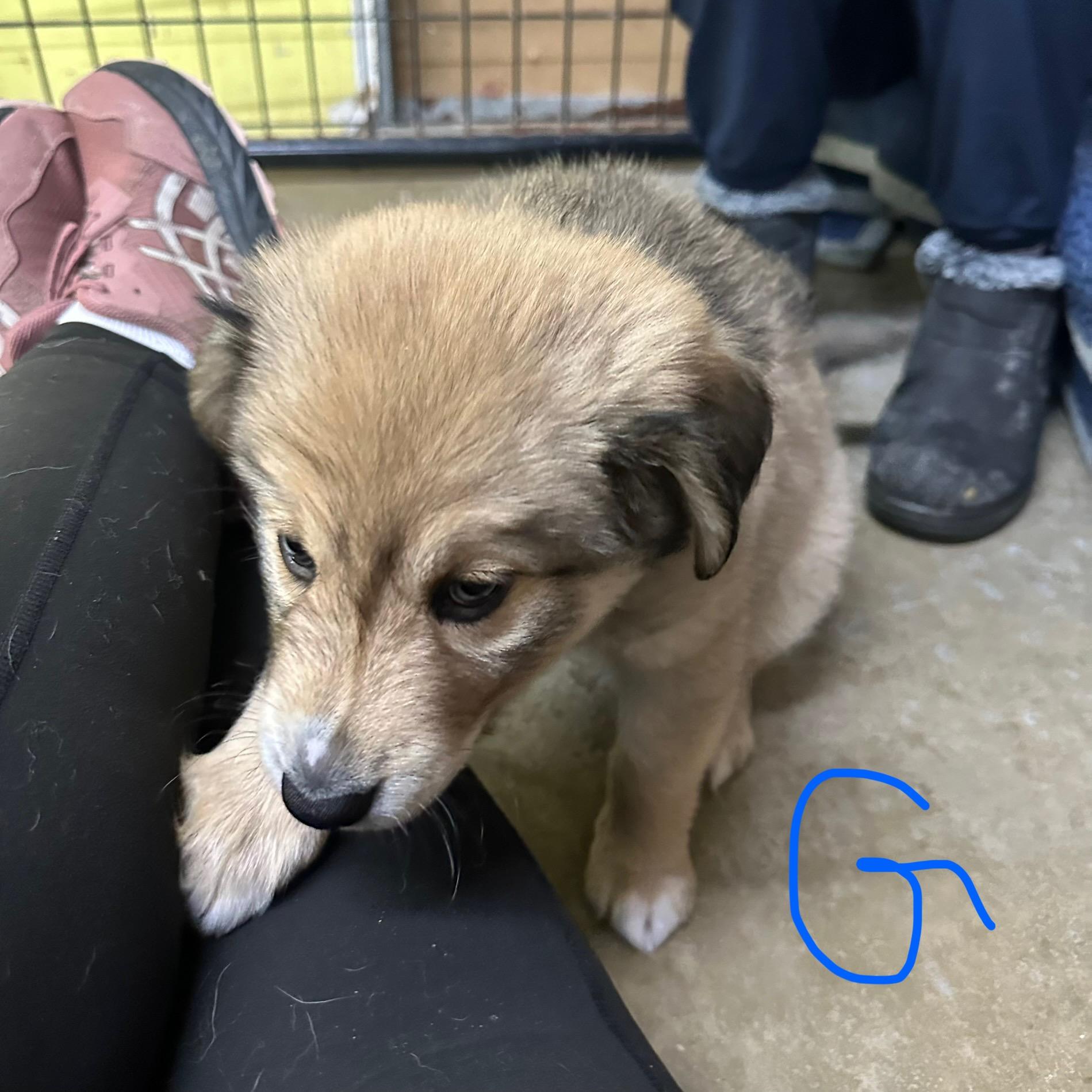 Enlarge Goliath, an adoptable mixed breed in Trenton, MO image 2/3