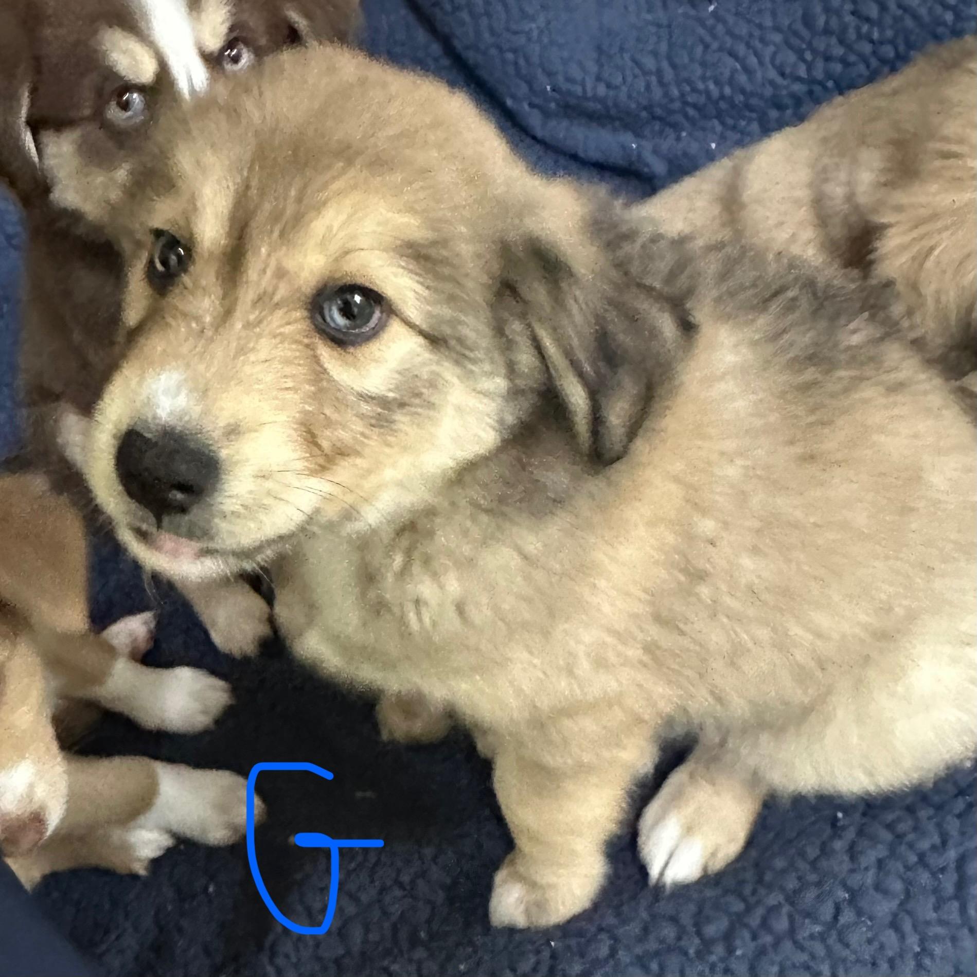 Goliath, adoptable, Puppy Male Australian Shepherd.
