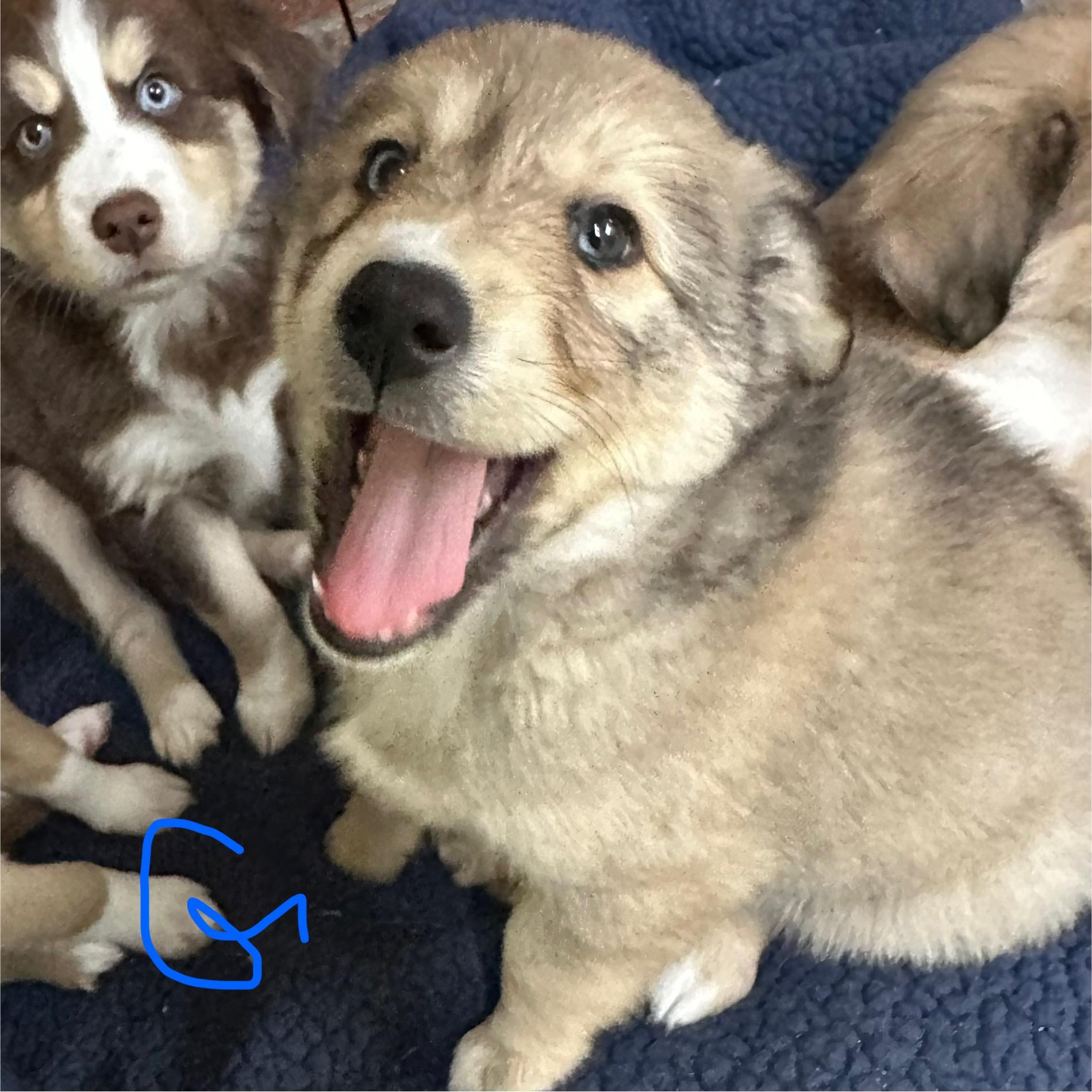 Enlarge Goliath, an adoptable mixed breed in Trenton, MO image 3/3