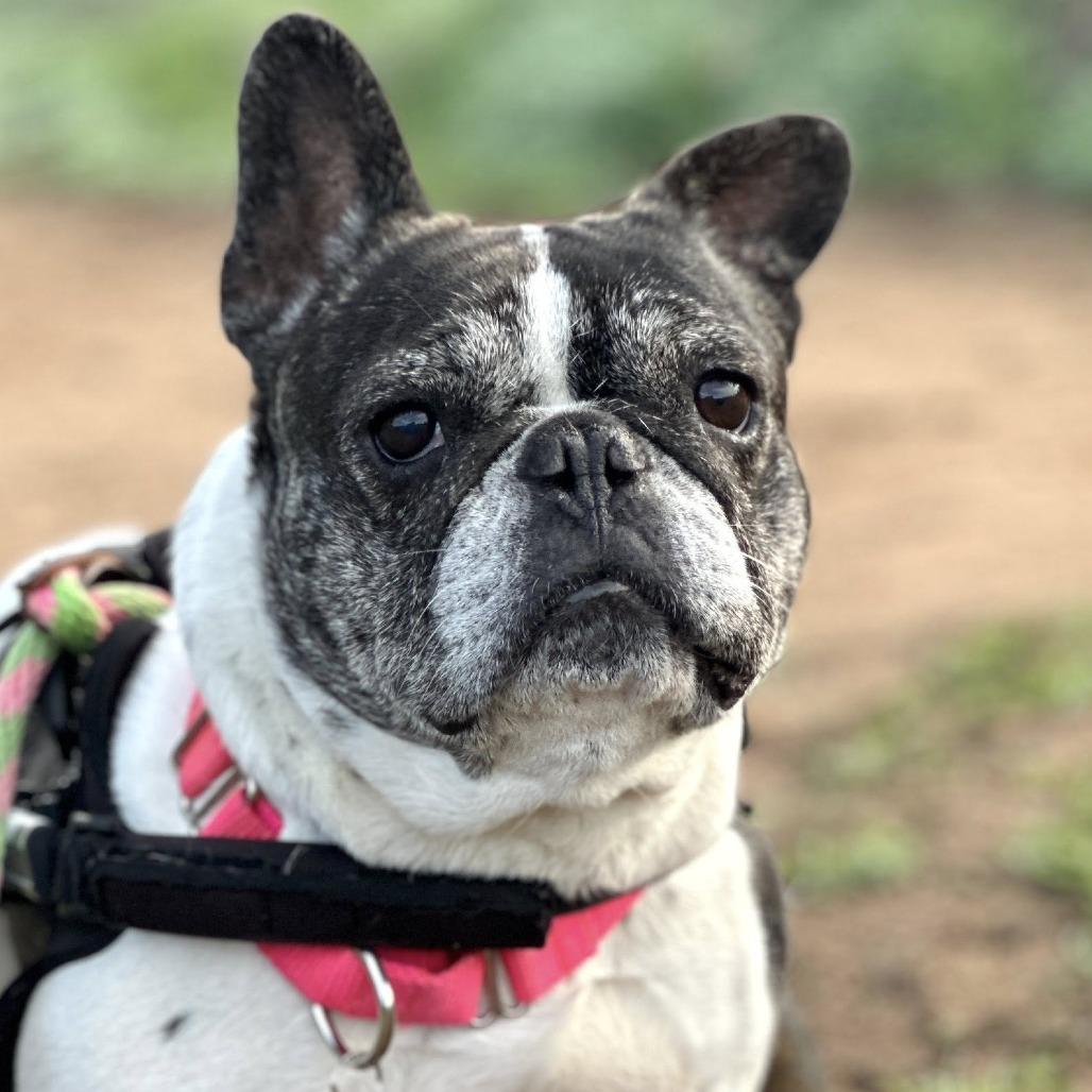 Enlarge Polly Pocket, a Adoptable French Bulldog in Ramona, CA image 2/6