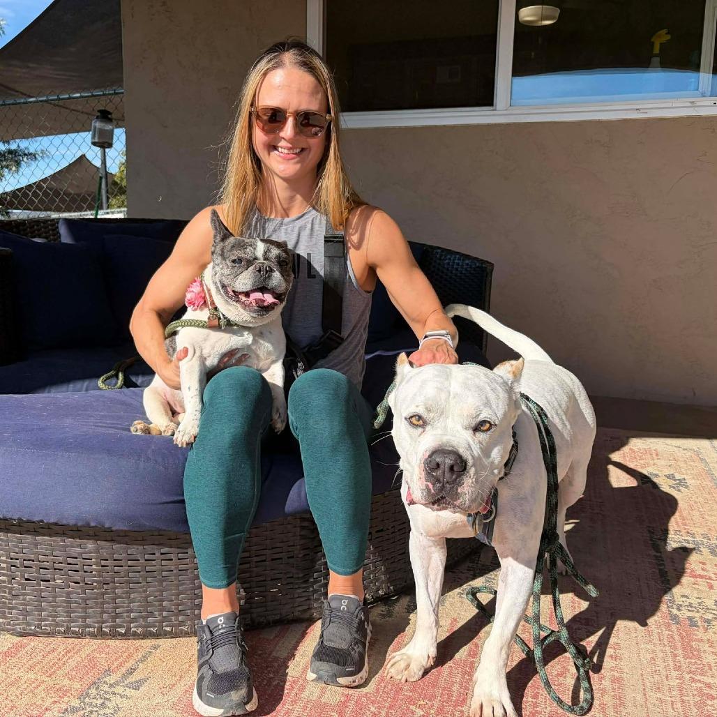 Enlarge Polly Pocket, a Adoptable French Bulldog in Ramona, CA image 3/6