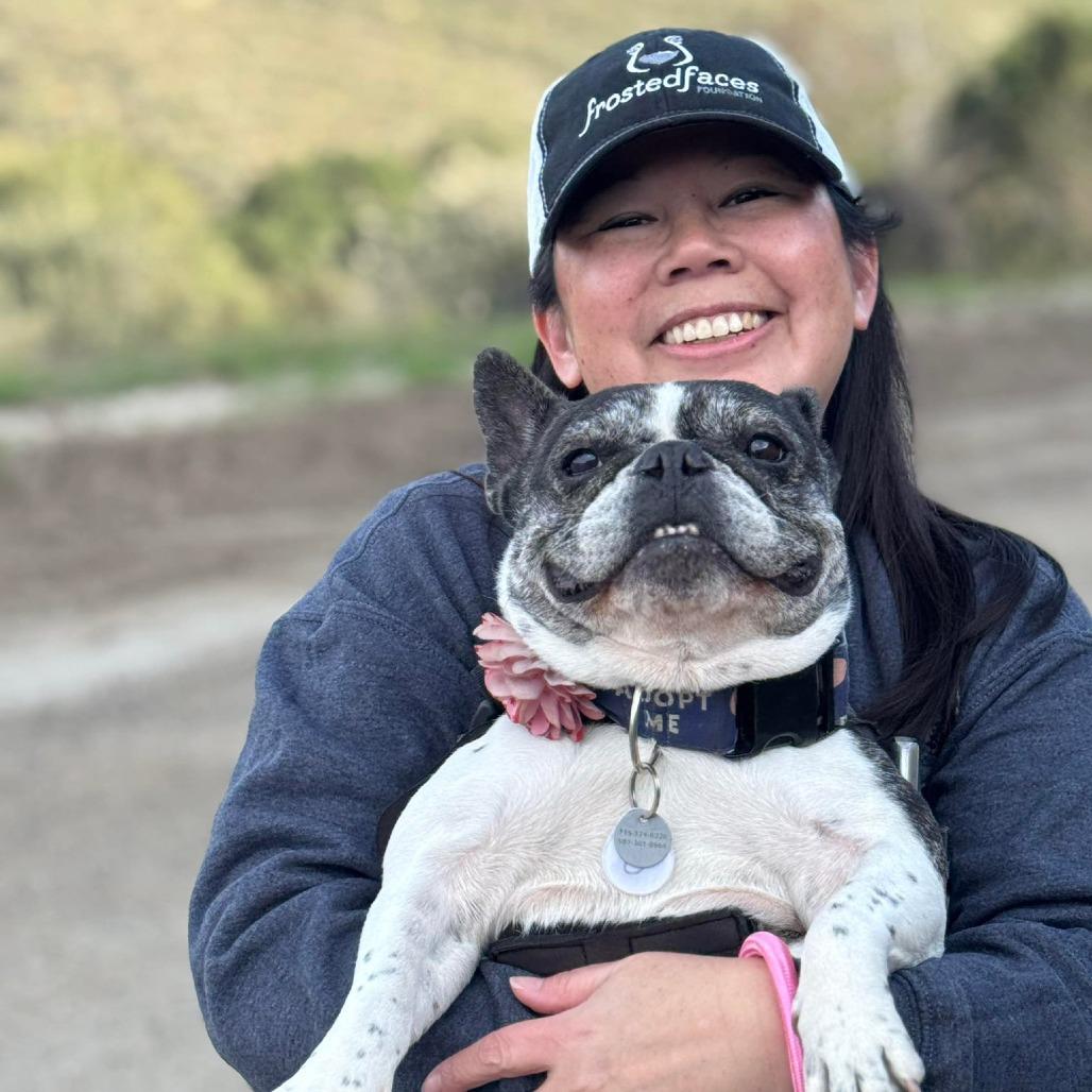 Polly Pocket, a Adoptable French Bulldog in Ramona, CA image 3/6