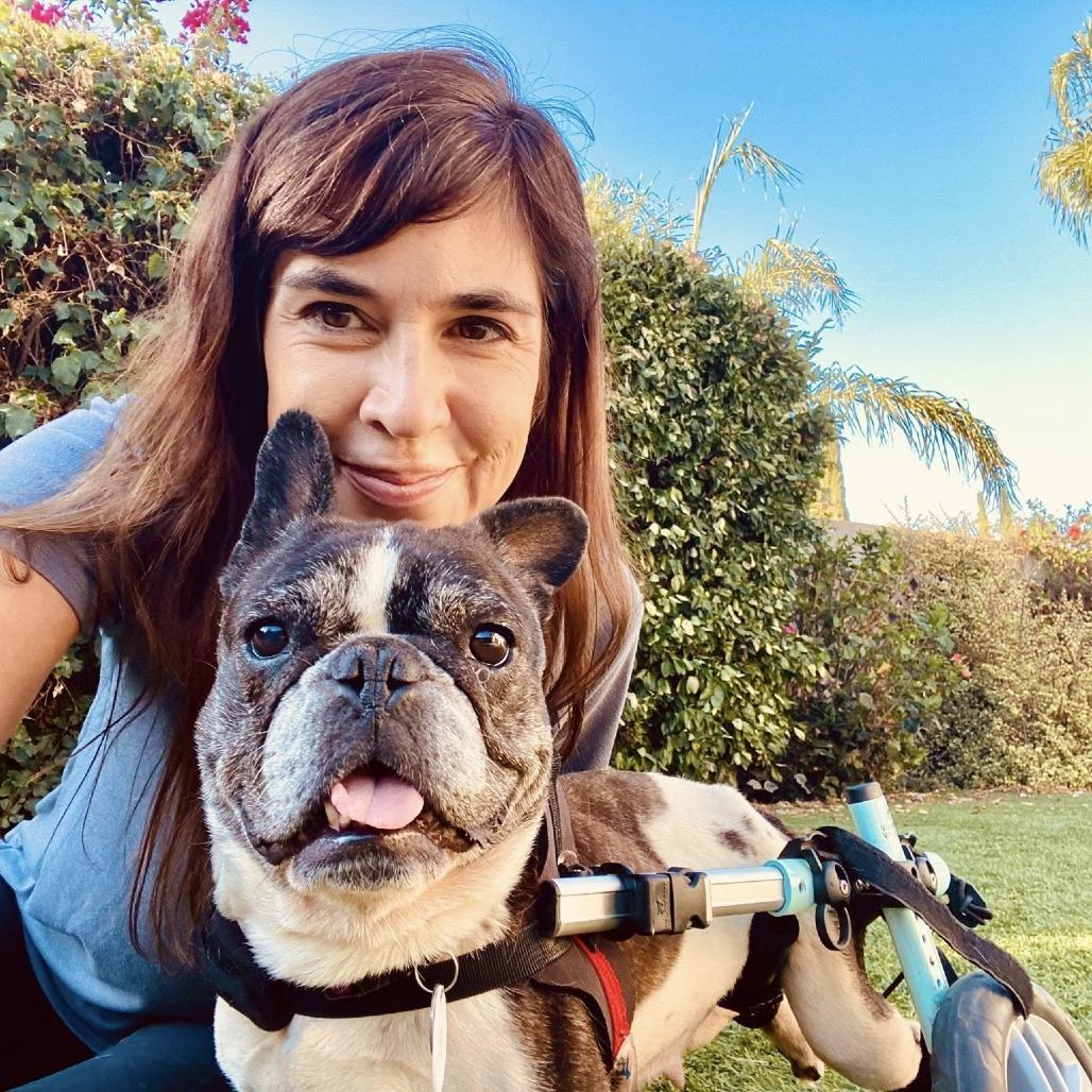 Enlarge Polly Pocket, a Adoptable French Bulldog in Ramona, CA image 4/6