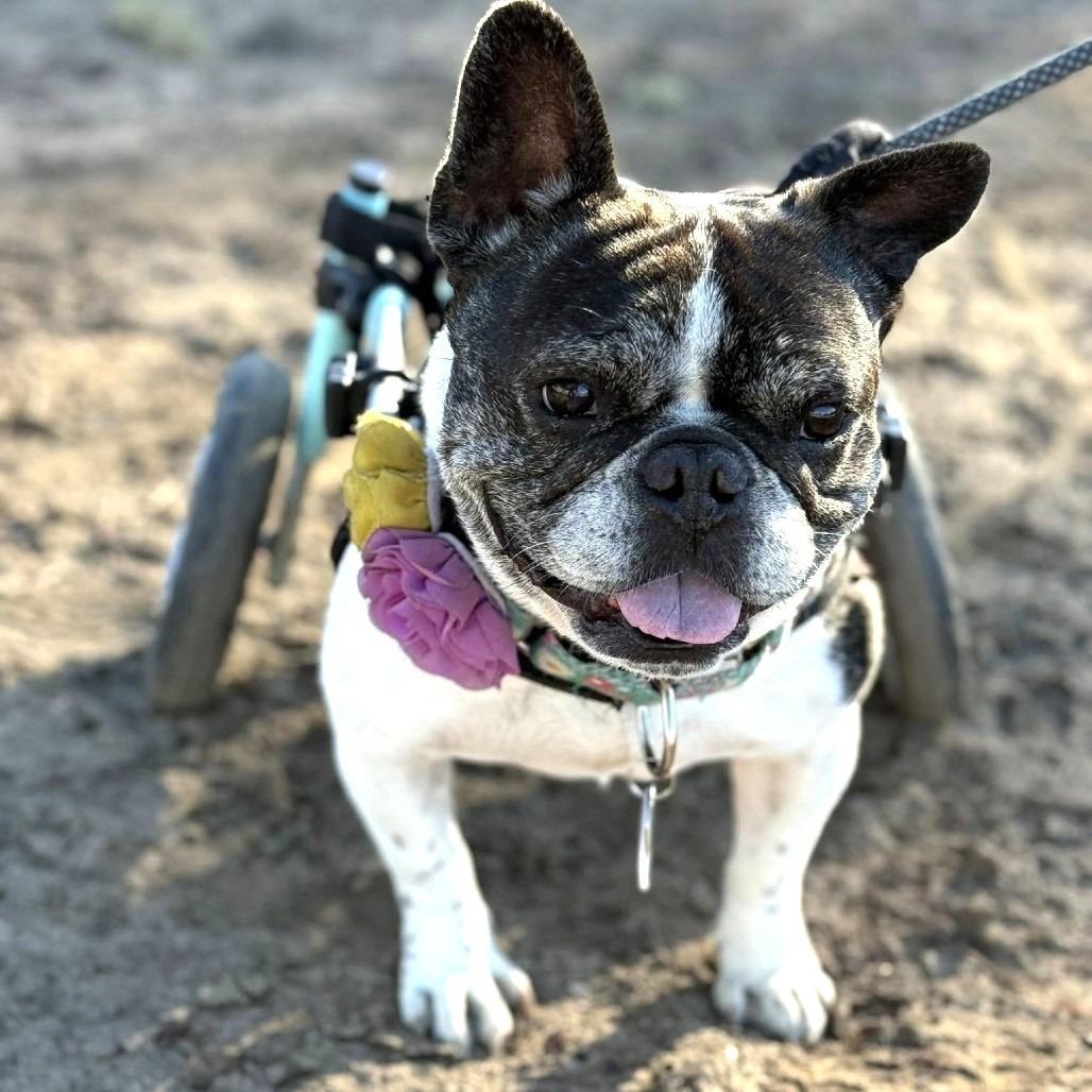 Polly Pocket, a Adoptable French Bulldog in Ramona, CA image 3/6