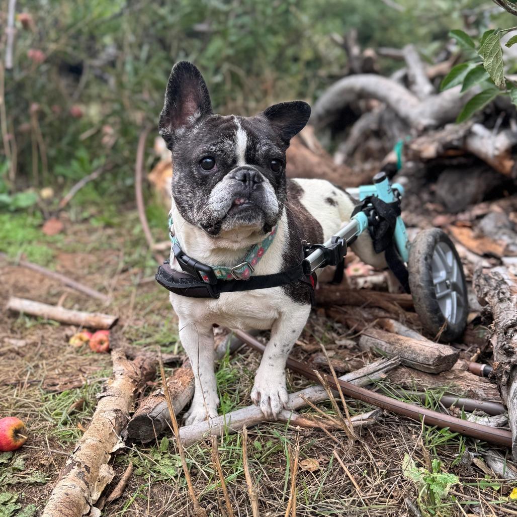 Polly Pocket, a Adoptable French Bulldog in Ramona, CA image 4/6